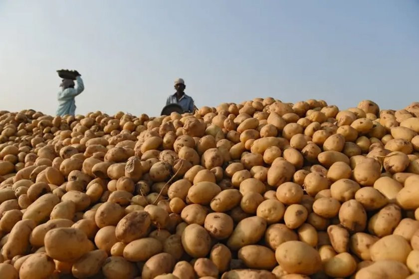 आलूबाट किसानको जीवन परिवर्तन गर्दै भारत