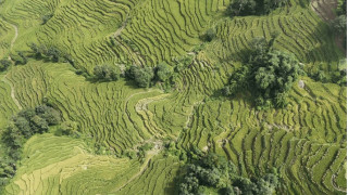 पालुङटारको धानबालीमा मरुवा रोगको समस्या