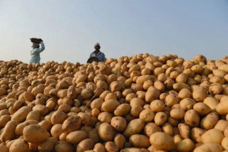 कस्तो अवस्थामा खानु हुन्न उम्रिएको आलु ?