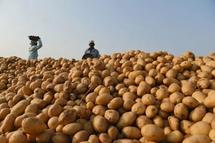 कस्तो अवस्थामा खानु हुन्न उम्रिएको आलु ?