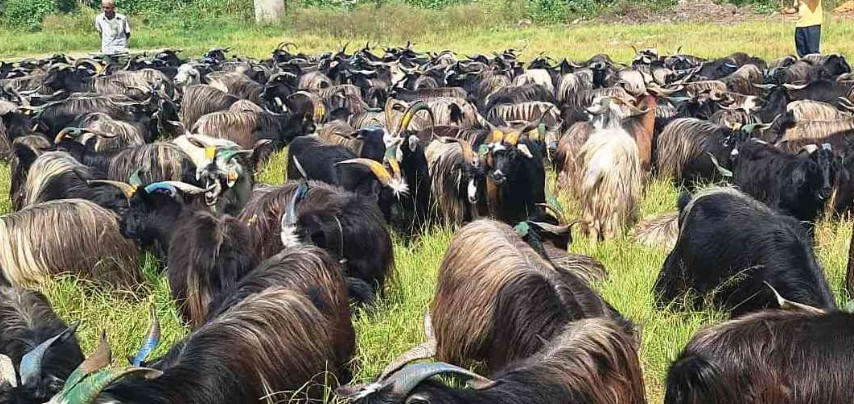 दसैँ खर्च जोहो गर्न डोल्पादेखि बागलुङ