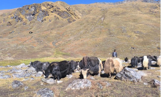 रुकुमपूर्वमा चौँरी पालन फस्टाउँदै