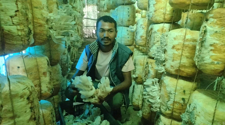 टनेलमा च्याउखेती गरेर वार्षिक १० लाख आम्दानी